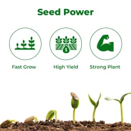 Cromin Seed+ Zincated Phosphate Suspension (NPK 00:14:00, Zn-17.5%) Provides effective nutrient input for early crop growth. 3