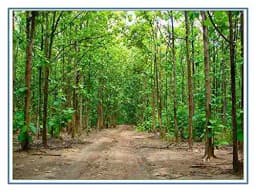 RK Seeds - Tree seeds Teak Wood Seeds (Tectona Grandis) sagwan seeds + Rosewood tree Seed + Gmelina arborea Tree Seeds, Gamhar, Gmelina arborea 5
