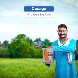 Maize Seeds 333 Hybrid - CP Seeds, Makka Ke Beej, High Yielding, Deep Kernels 5