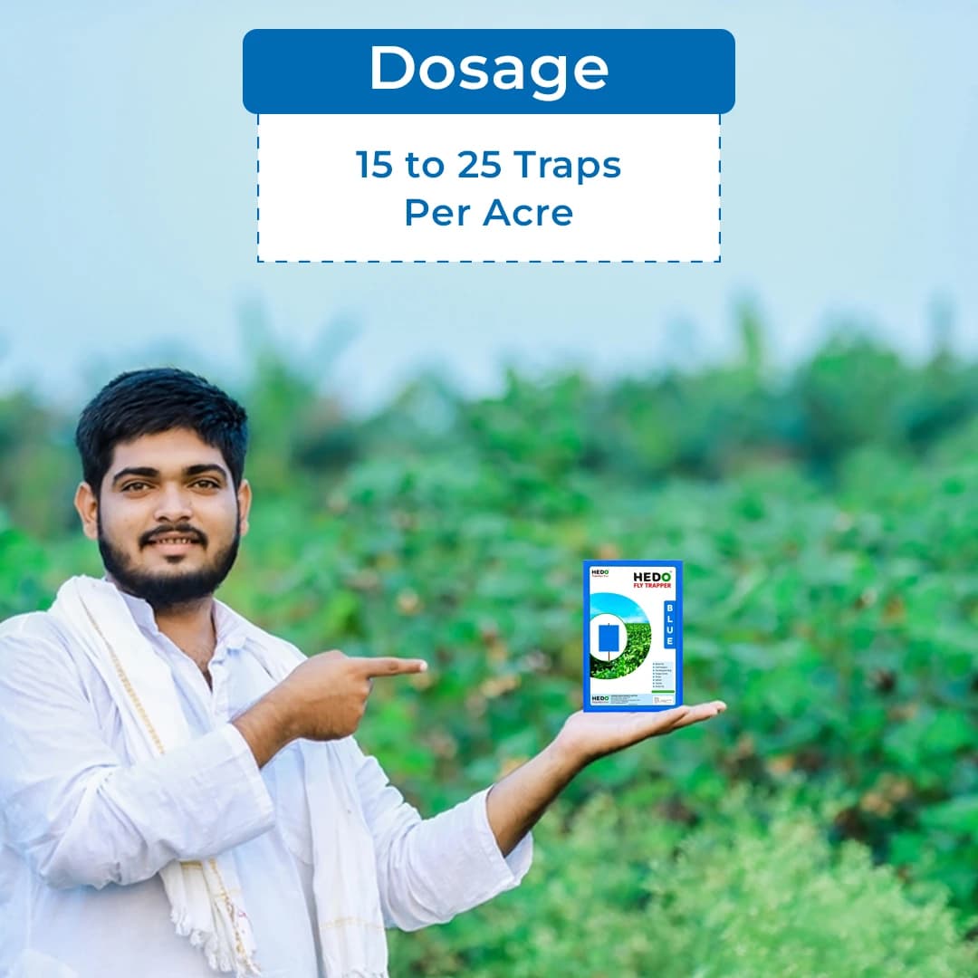 HEDO Eco A4 Size Blue Sticky Trap For Thrips, Aphids, Jassids & All Harmful Flying Insects, Best For Organic Vegetable And Fruits Farming Pest Control - Image 5