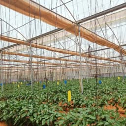 Barrix Magic Glue Insect Trap Bag, Insect Monitoring Purpose, Smart And Sustainable Pest Control (With 30 Yellow Sheet & 10 Blue Sheet + 300ml Glue) 4