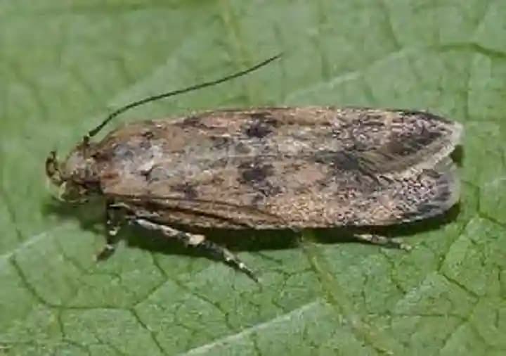 Funnel Trap With Gulabi Fly Lure (Pectinophora Gossypiella) For Pink Bollworm, Best For Cotton and Okra - Image 5