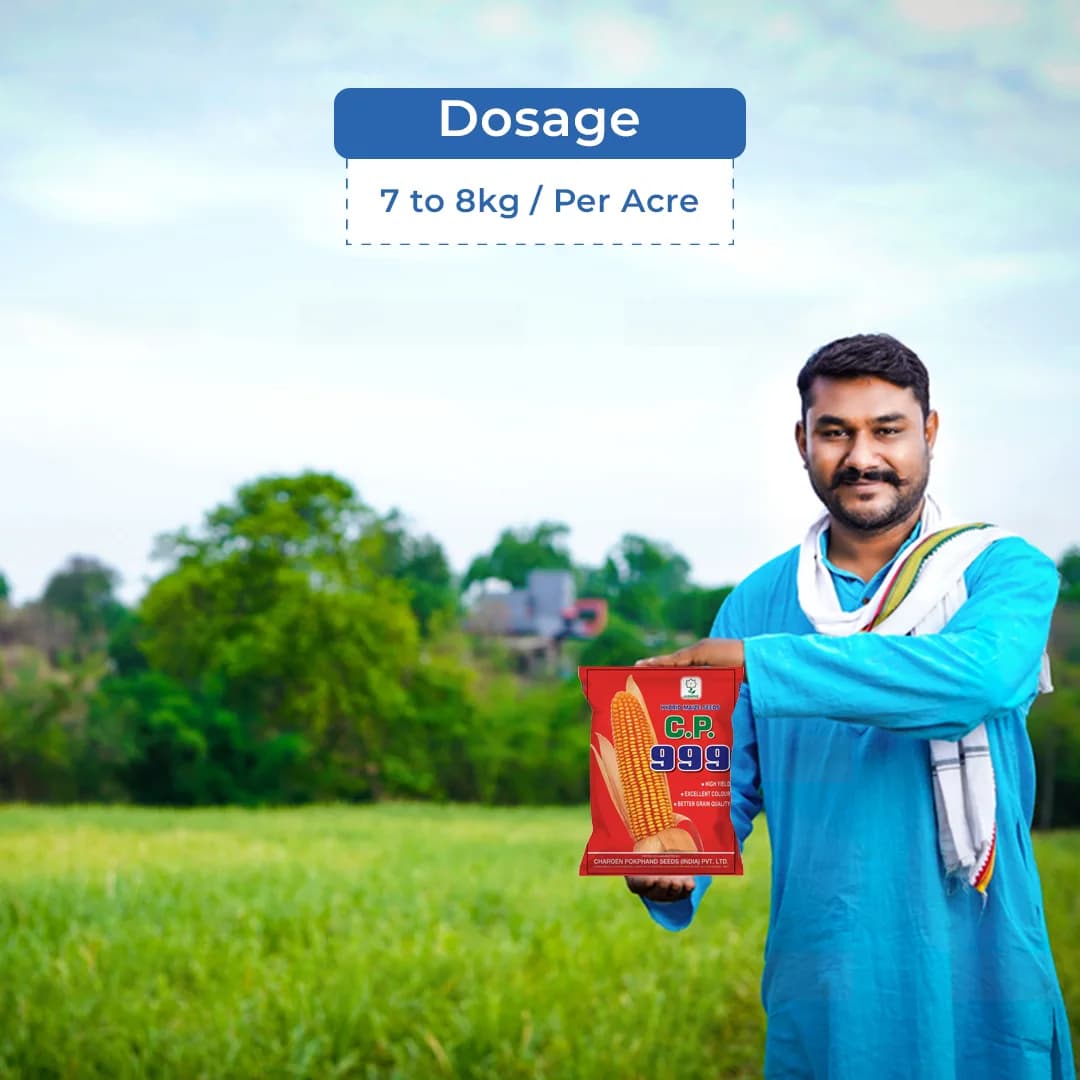 C.P. 999 Makka (Maize) Seeds - Image 5