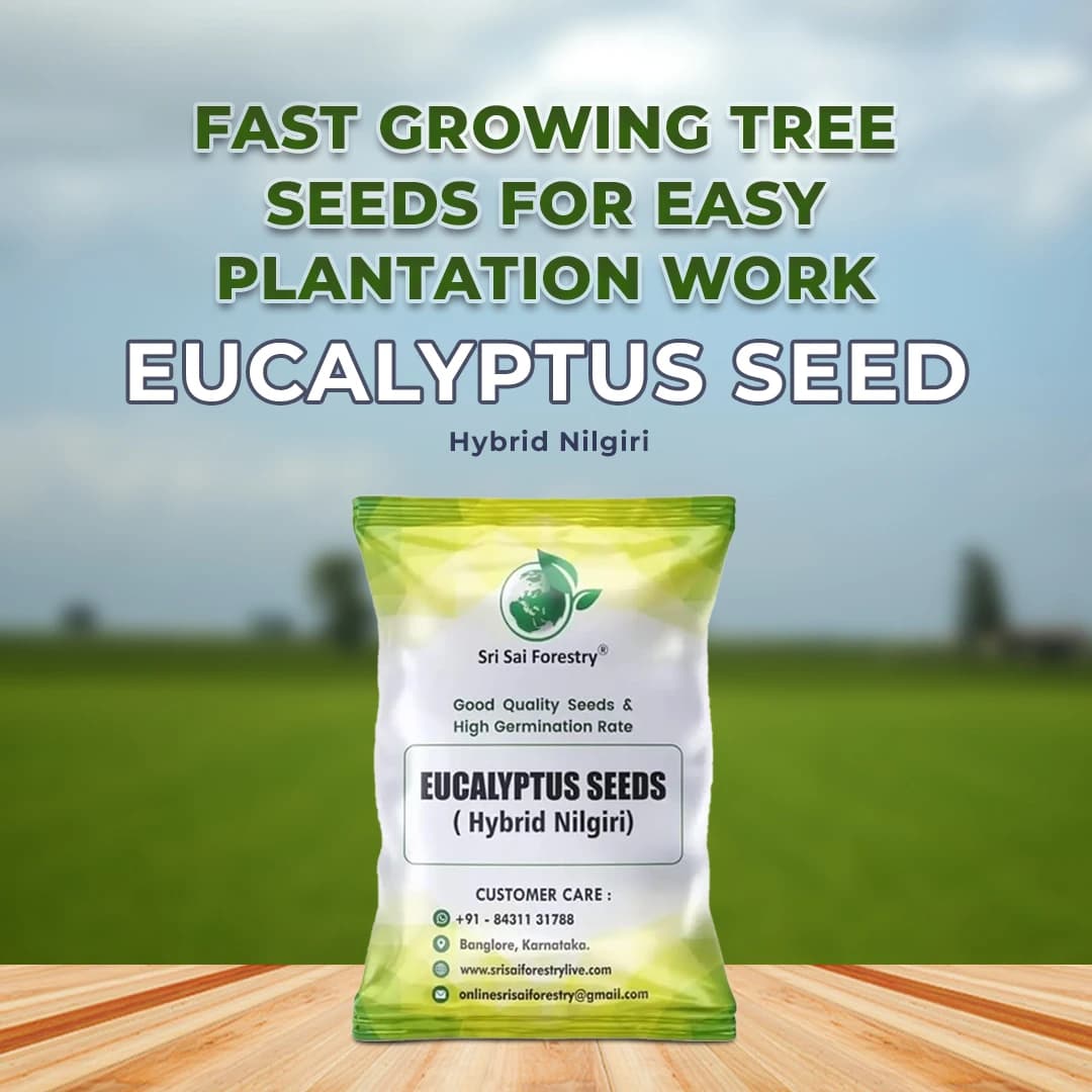 Sri Sai Forestry Eucalyptus (Nilgiri) Seeds - Image 2