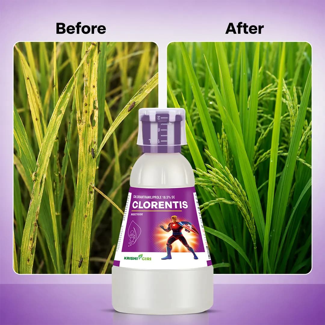 Clorentis Insecticide - Chlorantraniliprole 18.5% SC - Image 7