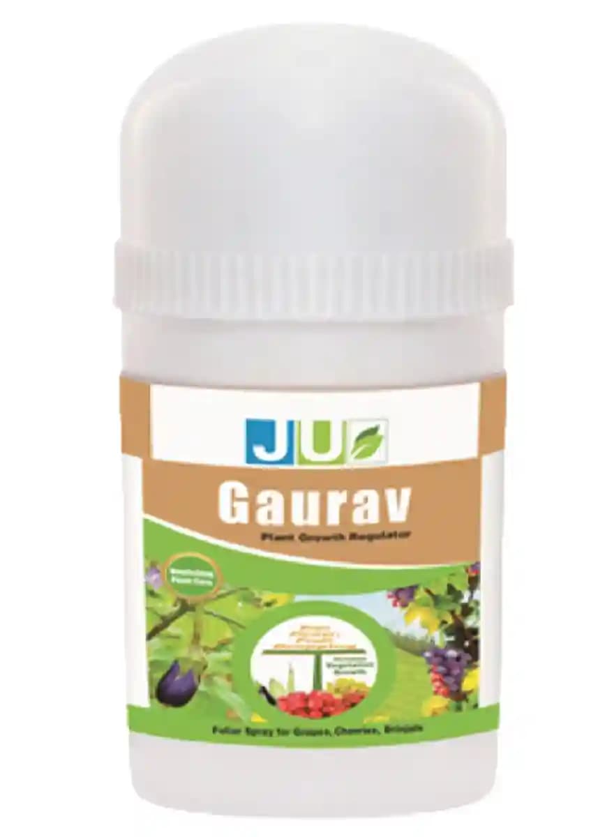 JU Gaurav Gibberalic acid , Plant Growth Regulator Helps Improving Crop Yield As Well As Quality