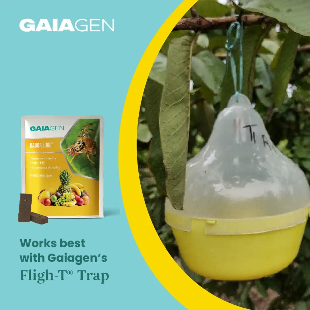 Gaiagen Bador Lure, Pheromone Lure For Fruit Fly (Bactrocera Dorsalis) And Insect Fly Trap, IMO Certified - Image 9