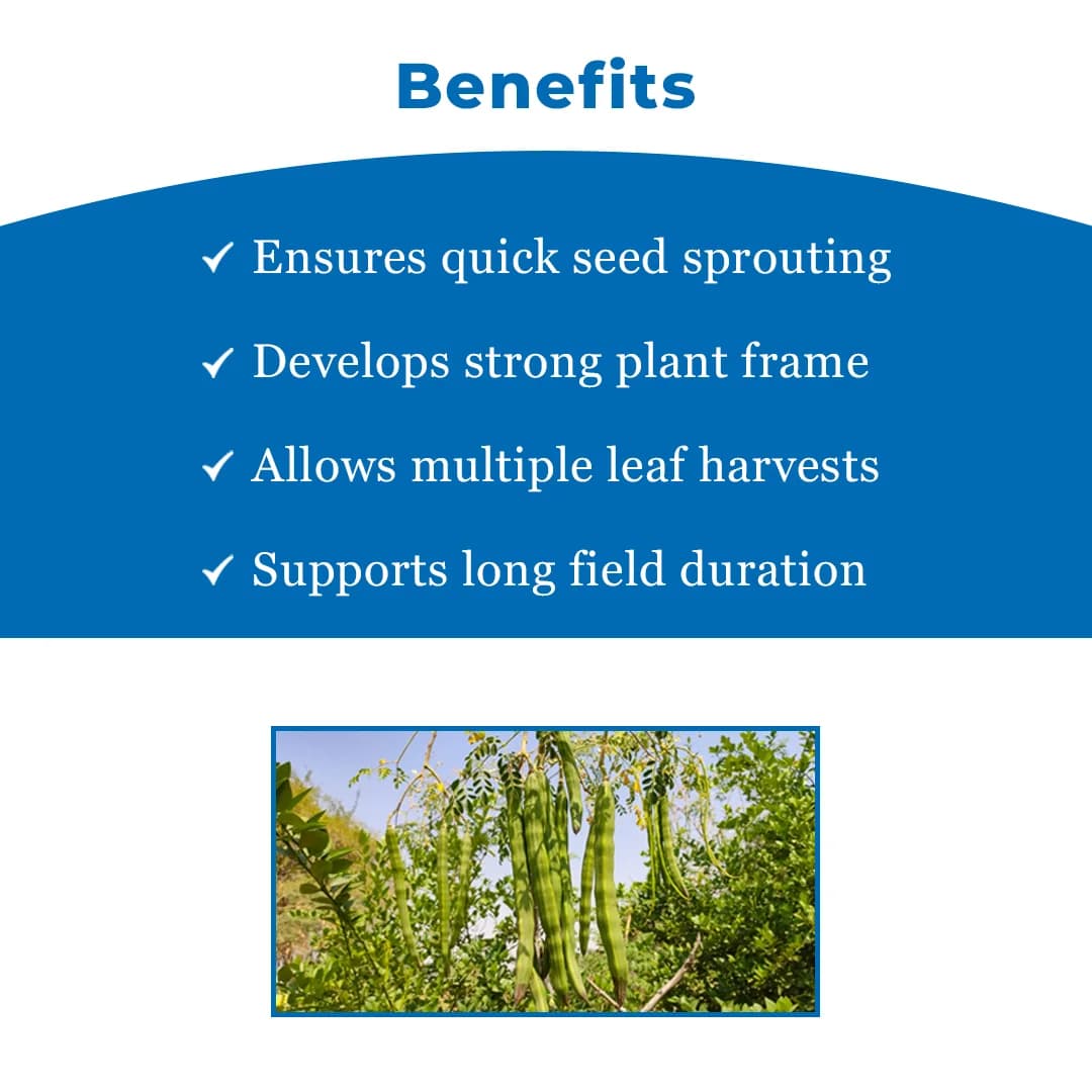 SRI SAI FORESTRY Natural Drumstick Seeds, Moringa Tree Seeds, Miracle Tree Seeds, Horseradish Tree Seed - Image 4