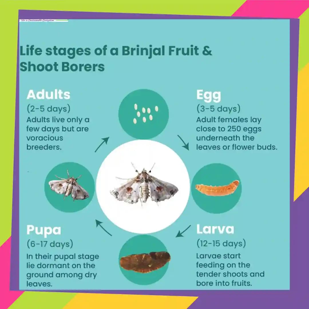 SK Agrotech Leucinodes Orbonalis (Brinjal Fruit and Shoot Borer) Pheromone Trap With Lure - Effective Pest Management Solution - Image 9