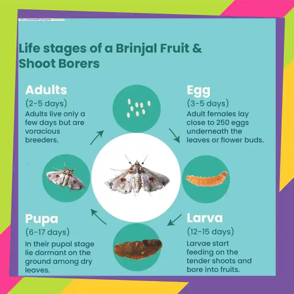 SK Agrotech Leucinodes Orbonalis (Brinjal Fruit and Shoot Borer) Pheromone Trap With Lure - Effective Pest Management Solution - Image 9