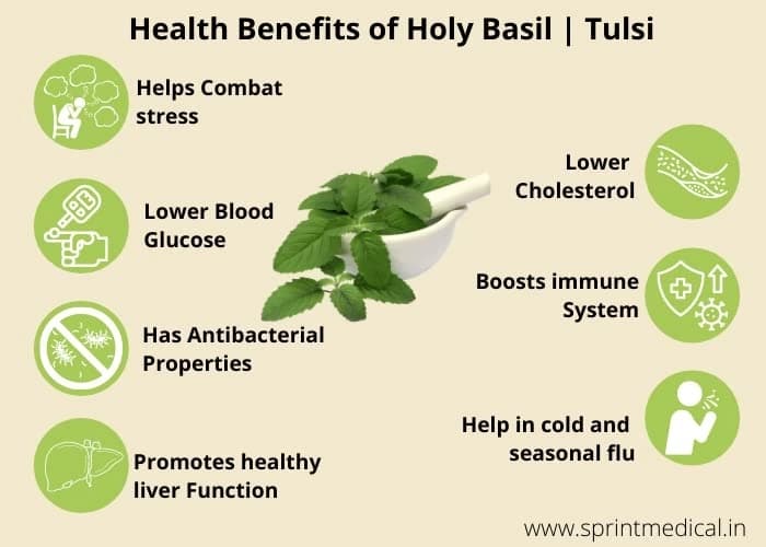 SRI SAI FORESTRY- Natural Tulsi Seed or Holy Basil Seeds, Indian Tulsi Plant Seeds, Flower Seeds - Image 5