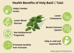 SRI SAI FORESTRY- Natural Tulsi Seed or Holy Basil Seeds, Indian Tulsi Plant Seeds, Flower Seeds 5
