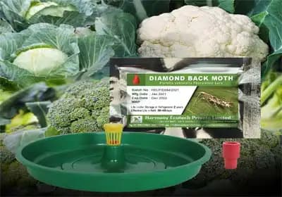 ACTIVE IPM Water Trap + Plutella xylostella Pheromone Lure , Pest Control Tool for Diamond Back Moth - Image 1