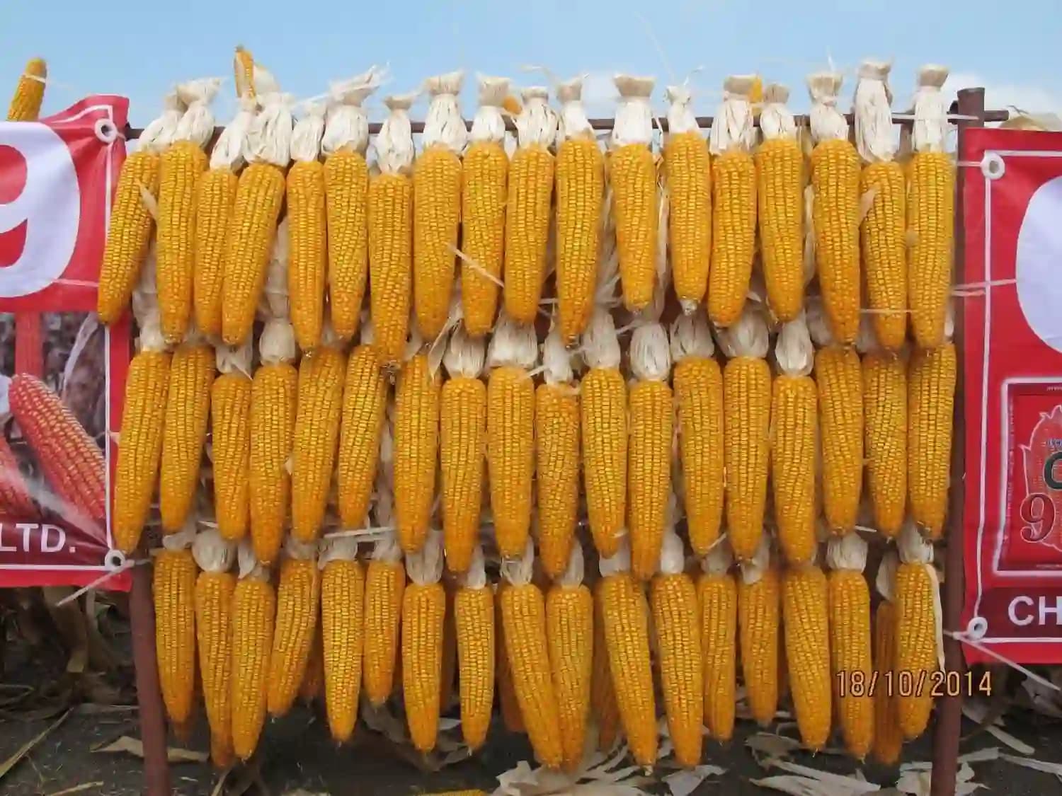 C.P. 999 Makka (Maize) Seeds - Image 9