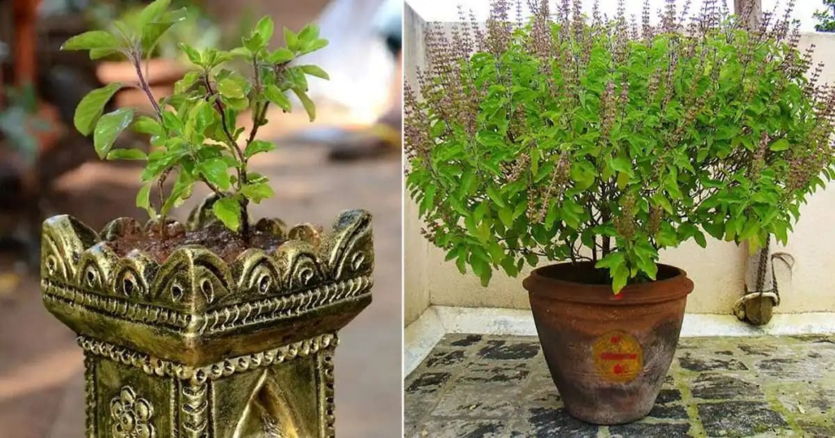 SRI SAI FORESTRY- Natural Tulsi Seed or Holy Basil Seeds, Indian Tulsi Plant Seeds, Flower Seeds - Image 11