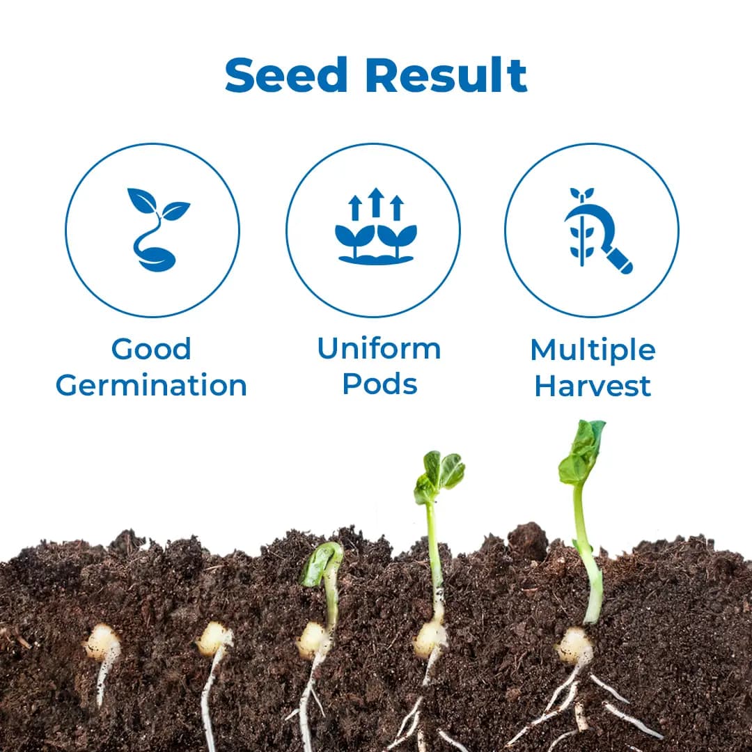 S.K. International Moringa PKM1 (Drumstick) Seeds - Image 3