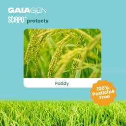 Gaiagen Scirpo Lure for Yellow Rice Stem Borer (Scirpophaga Incertulas) Pheromones Lure And Funnel Insect Traps 2