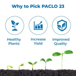 EBS Paclo-23 Paclobutrazol 23% SC, Plant Growth Regulator, Enhances Branching, Flowering, and Fruit Setting in Mango, Use for All Crops 3