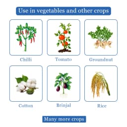 Texan PW - Thiamethoxam 70% WS Systemic Insecticide, To Control Aphids, Jassids, Thrips, and Whiteflies 4