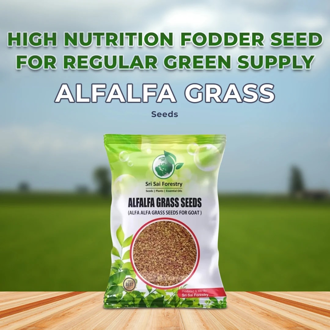 Sri Sai Forestry Alfalfa Seeds - (Medicago Sativa) Fodder, Soil Erosion Control