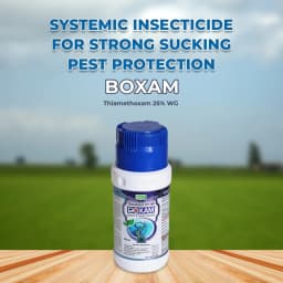 BACF BOXAM - Thiamethoxam 25% WG Insecticide, Systemic And Contact Insecticide 2