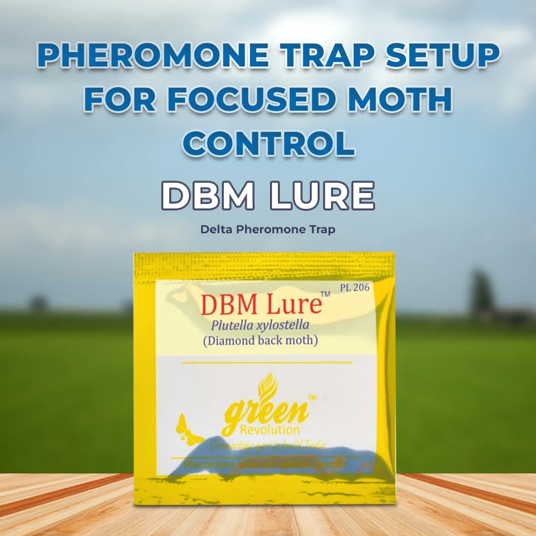 Delta Pheromone Trap with DBM Pheromone Lure for controlling Diamondback Moth (Plutella xylostella) - Image 2