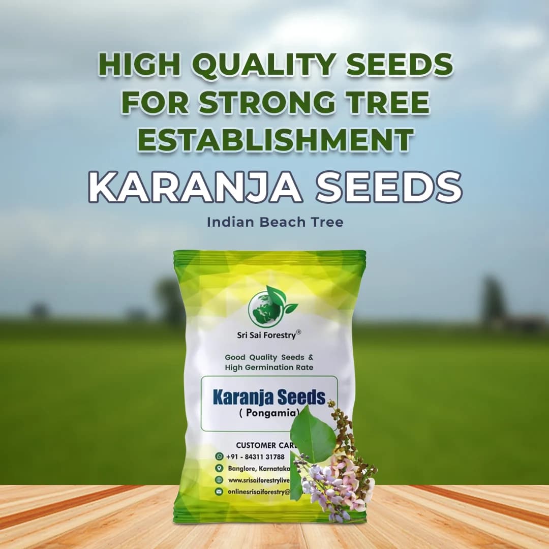 SRI SAI FORESTRY Karanja (Millettia Pinnata) Indian Beach Tree, Pongamia Pinnata, Pongame oil tree, Liquid Fuel Tree Seeds - Image 2