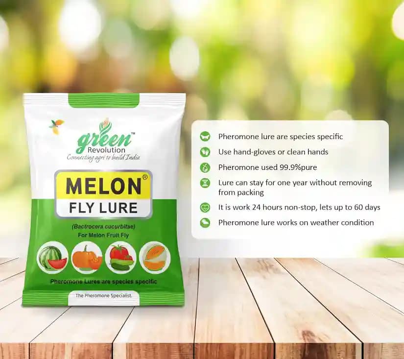 IPM Trap With Melon Fly Pheromone Lure For Controlling Bactrocera Cucurbitae. For Cucumber, Bottle Gourd, Bitter Gourd, Pumpkin, Water Melon - Image 11