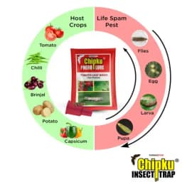 Chipku Pheromone Water Trap With Tuta Absoluta Lure To Catch Insect Tomato Leaf Miner (TLM) of Tomato, Potato, Egg Plant etc. 6