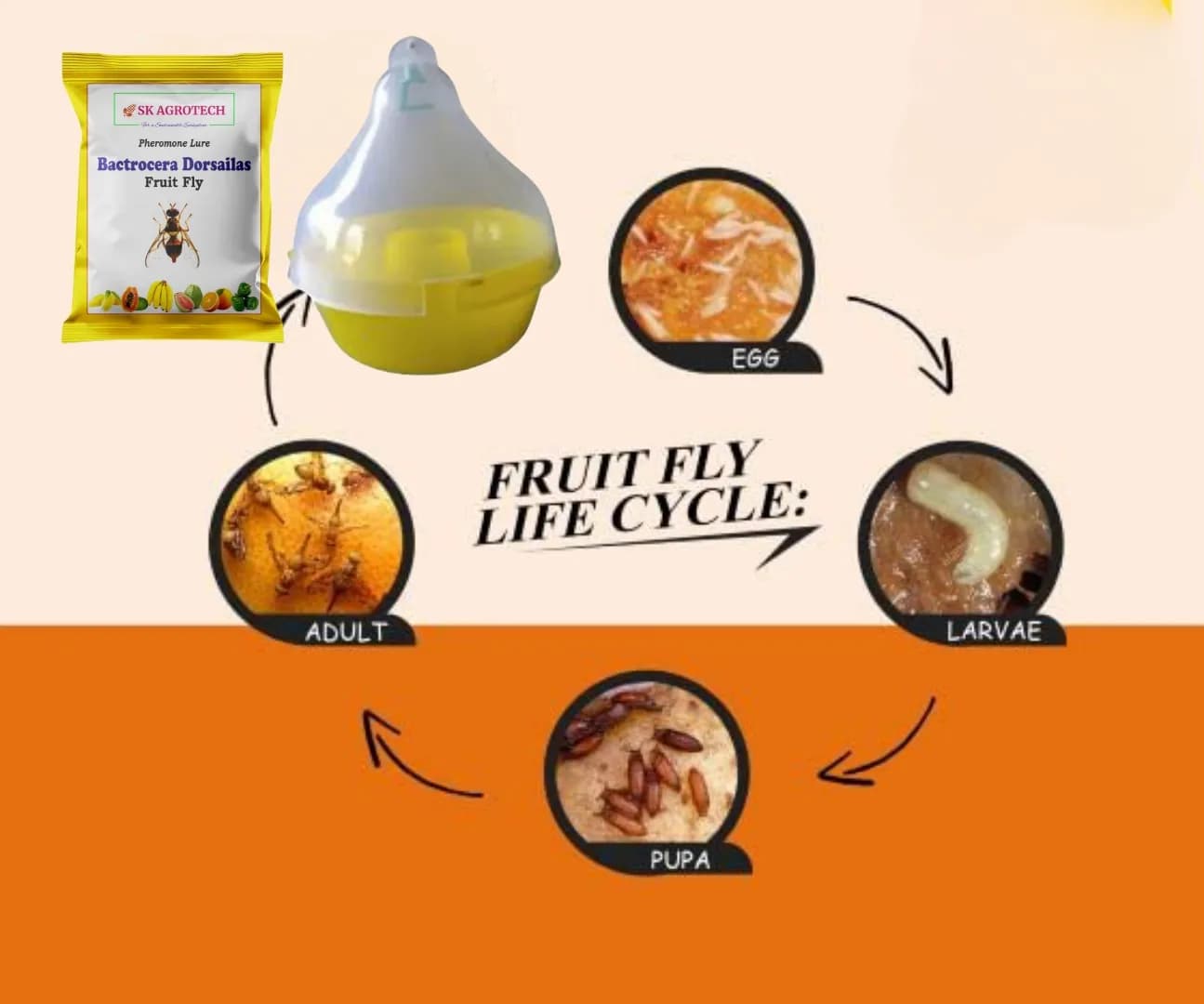 SK Agrotech Bactrocera Dorsalis Mac Phil Trap With Fruit Fly Lure - Effective Solution For Mango, Papaya, Pomegranate, Etc. - Image 3