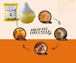 SK Agrotech Bactrocera Dorsalis Mac Phil Trap With Fruit Fly Lure - Effective Solution For Mango, Papaya, Pomegranate, Etc. 3