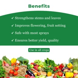 Iron Easy Fe-EDTA 12% Improves Chlorophyll formation, Prevents and Corrects Iron Deficiencies 4