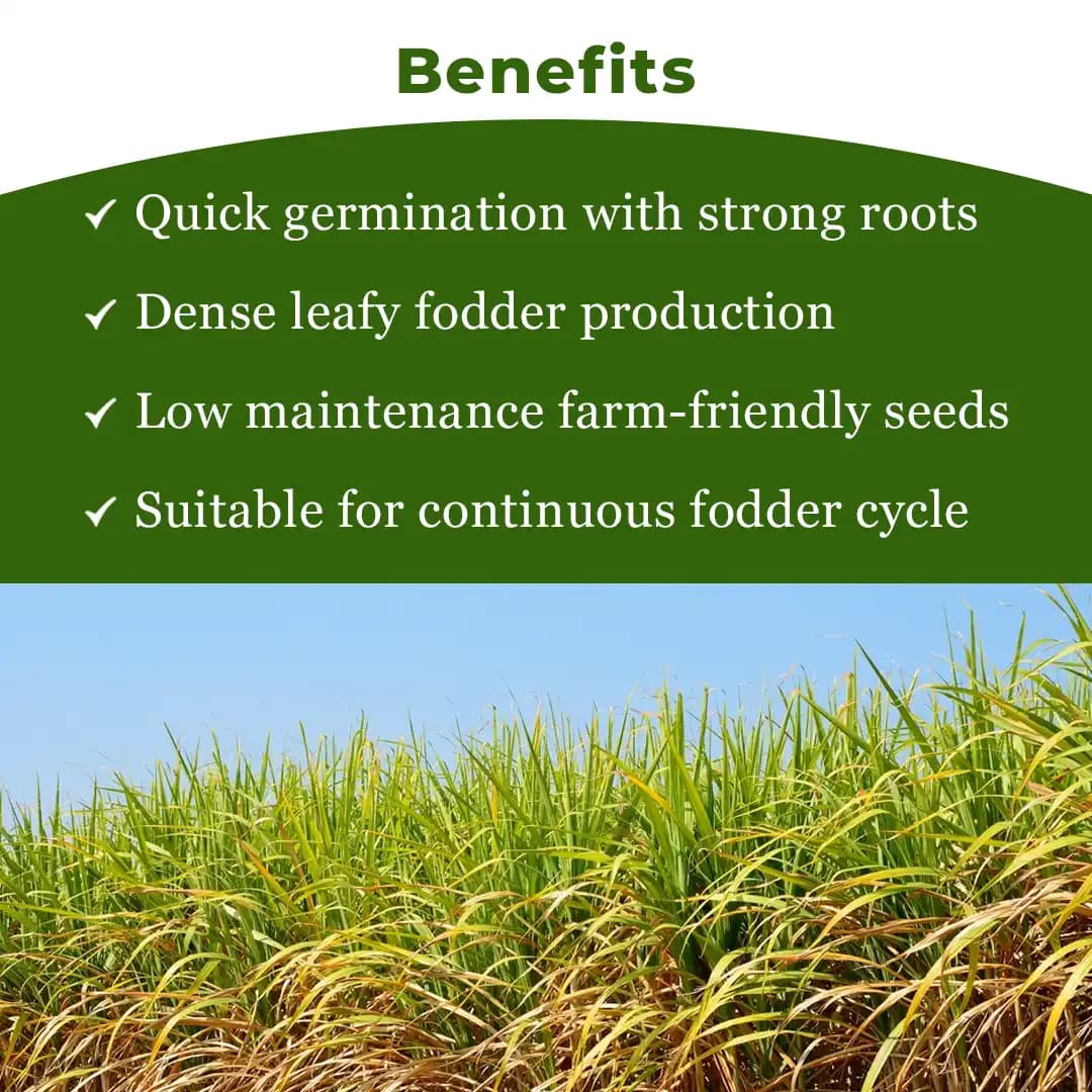 Sri Sai Forestry CSV-33 MF Anant Fodder Grass Seeds, High Yield Multi Cut Grass Seed - Image 4