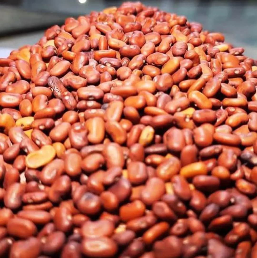 SRI SAI FORESTRY - Sesbania Grandiflora (Agati) Fodder Seeds , Humming bird Tree Seeds, Livestock Food Seeds - Image 3