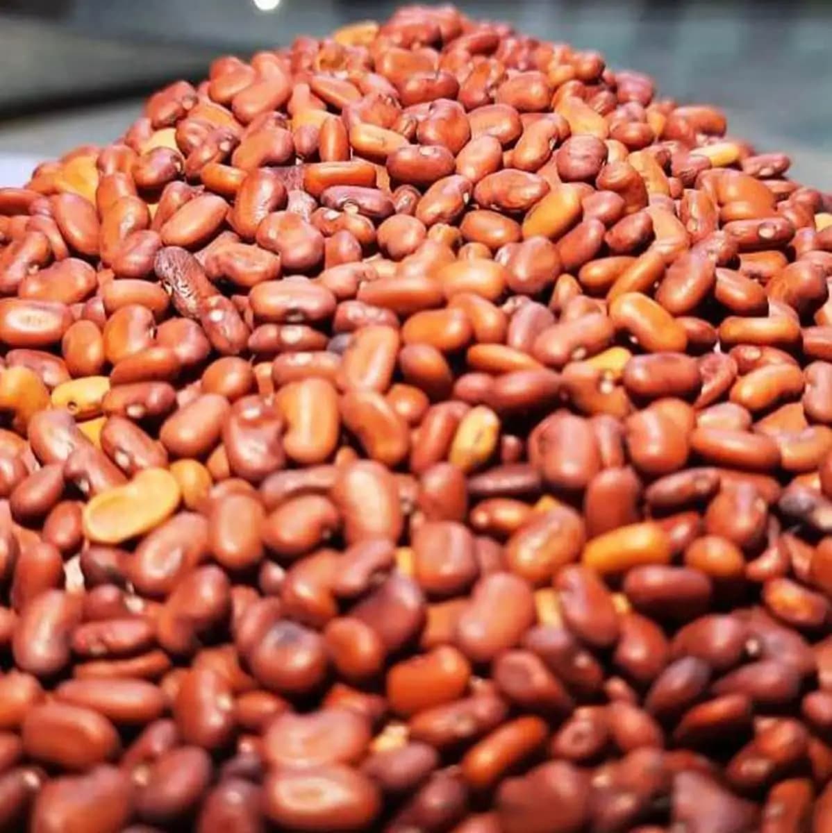 SRI SAI FORESTRY - Sesbania Grandiflora (Agati) Fodder Seeds , Humming bird Tree Seeds, Livestock Food Seeds - Image 3