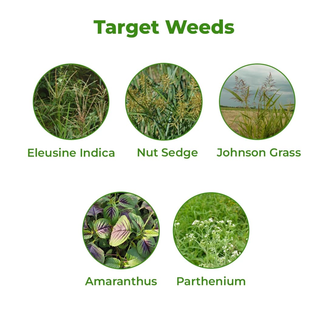 Tata Rallis Glytaf 71 Ammonium Salt Of Glyphosate 71% SG Herbicide, Effective Weed Control In Tea And Non-Crop Area - Image 3