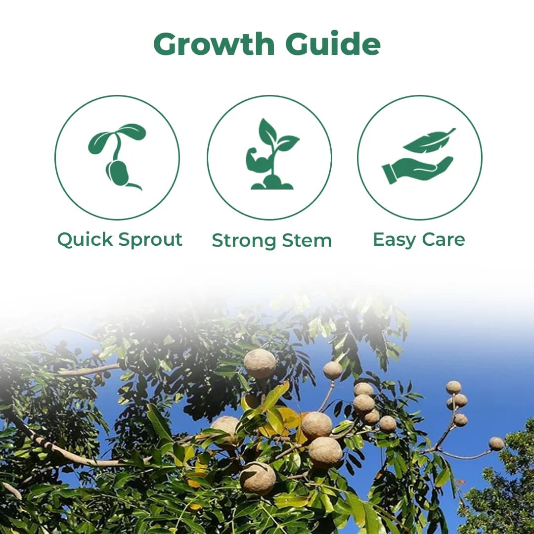 Sri Sai Forestry African Mahogany Tree Seeds, Swetania Mahogani Plant Seed - Image 3