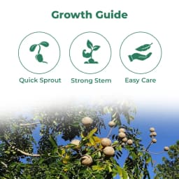 Sri Sai Forestry African Mahogany Tree Seeds, Swetania Mahogani Plant Seed 3