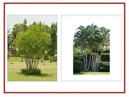 RK Seeds Areca Palm Tree Ornamental Seeds.ARECA PALM is easy to grow indoors or outdoors 3