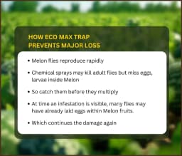 Chipku Pheromone Ecomax Trap With Melon Fly Lure (Bactrocera Cucurbitae) Feeding By The Larvae. For Gourds, Pumpkin, Tomato, Water Melon, Zucchini 9