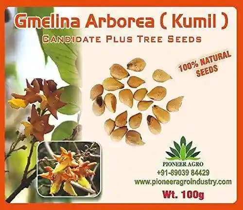 Gmelina Arborea (Kumil) Tree Seeds , Fast Grow Trees, Medium Germination