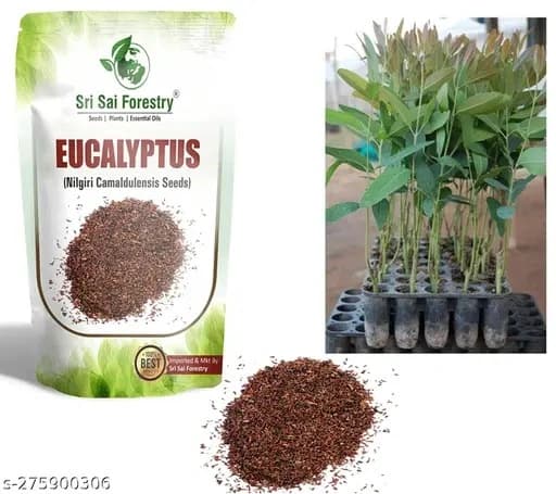 Sri Sai Forestry Eucalyptus (Nilgiri) Seeds - Image 8
