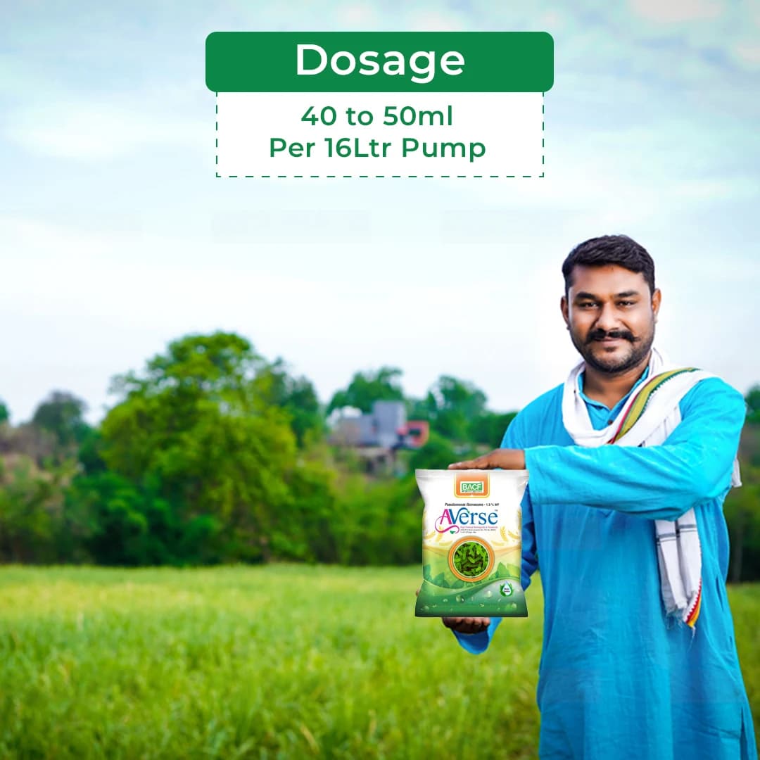 BACF Averse Pseudomonas fluorescens 1%WP Bio Pesticide , Selective Bio-Agent And Effectively Controls Soil-Borne - Image 5