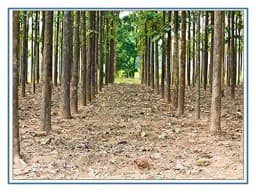 RK Seeds Teak Wood Seeds , Tectona grandis seeds , Teak Seeds for Plantation seeds, Teak Tree Seeds , Sagwan Seeds , Thekku seeds, Teak wood seeds 4