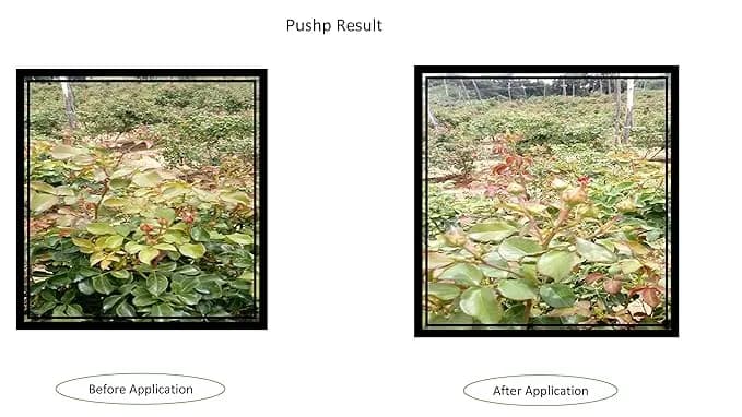 Pushp Flowering Special For All Crops, Improves Flowering, Flower Colour, Uniformity - Image 3