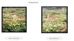 Pushp Flowering Special For All Crops, Improves Flowering, Flower Colour, Uniformity 3