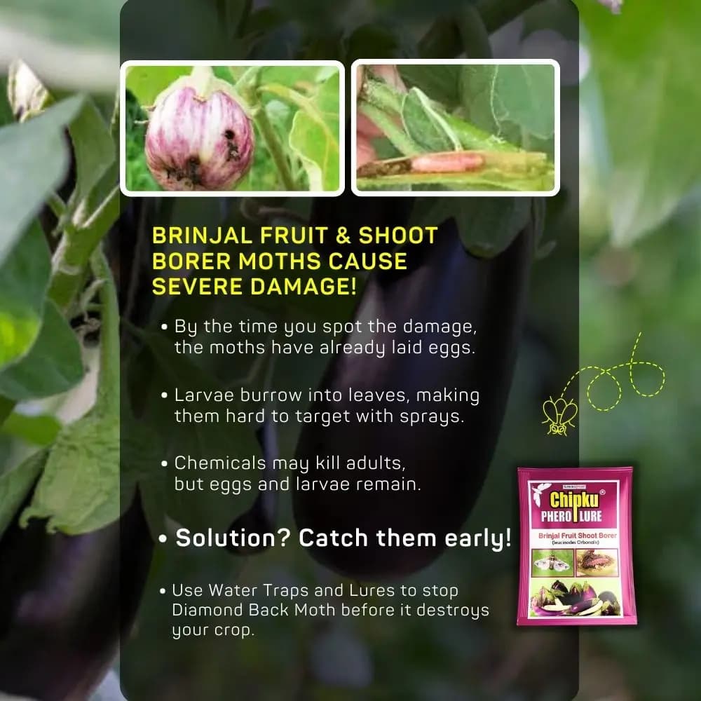 Chipku Pheromone Trap Funnel With Leucinodes Orbonalis Lure, To Catch Insect Moth Of Brinjal Fruit and Shoot Borer Lucin, Trap And Lure - Image 7