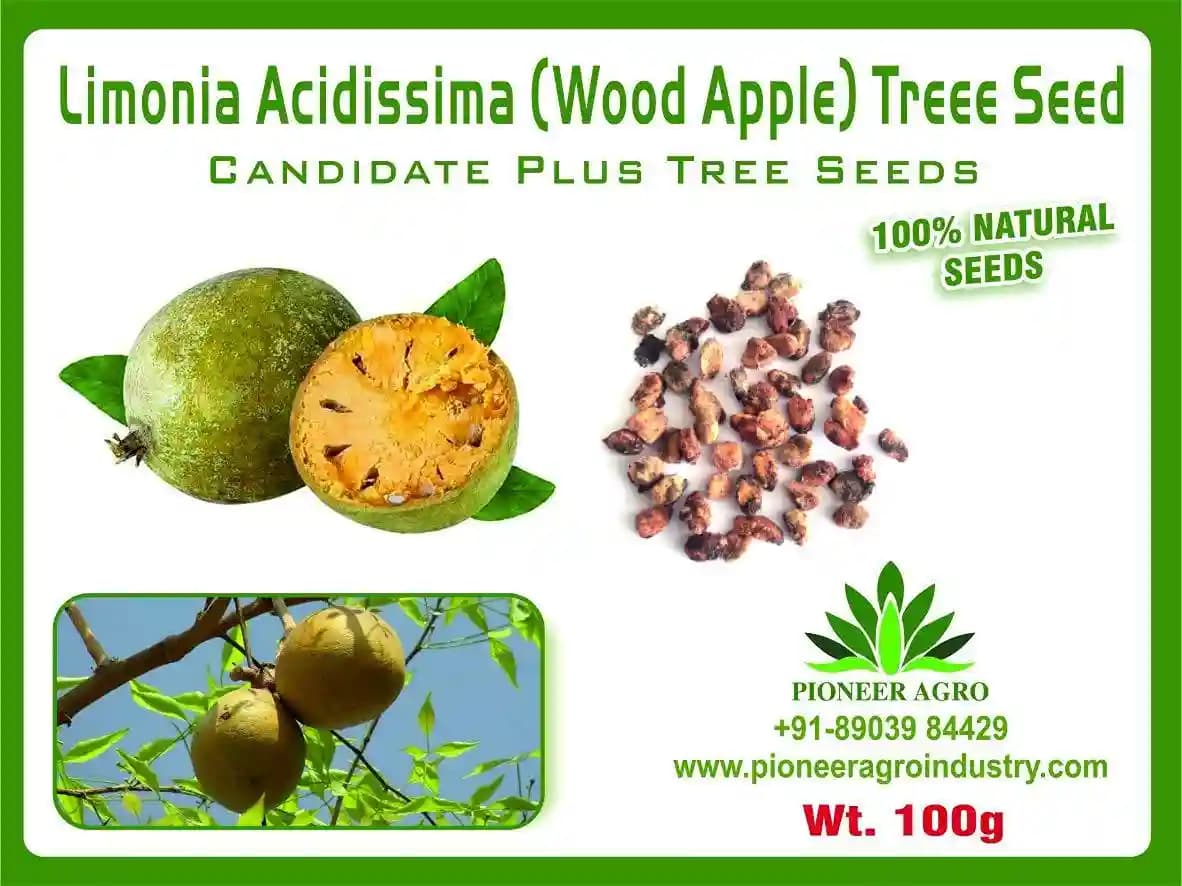 Limonia Acidissima Seeds (Wood Apple Seeds) Vilampalam Seeds, For Growing Trees - Image 1