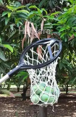 Hectare Lightweight Mango Fruit Picker - Harvester (Without Pole) - Image 9