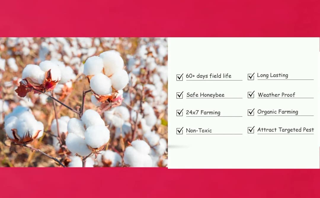 SK Agrotech Pectinophora Gossypiella Pheromone Trap With Lure - Effective Solution For Cotton - Image 5